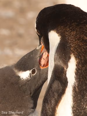 Um pinguim-Gentoo alimenta seu filhote com krill. Foto: Erwin Vermeulen / Sea Shepherd