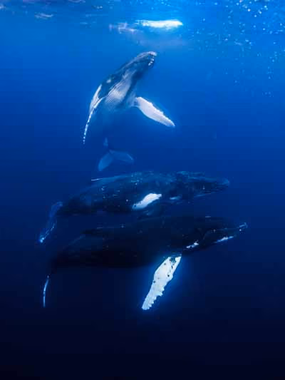 Animais marinhos na área serão feridos ou mortos pelo teste sísmico. Foto: Simon Ager