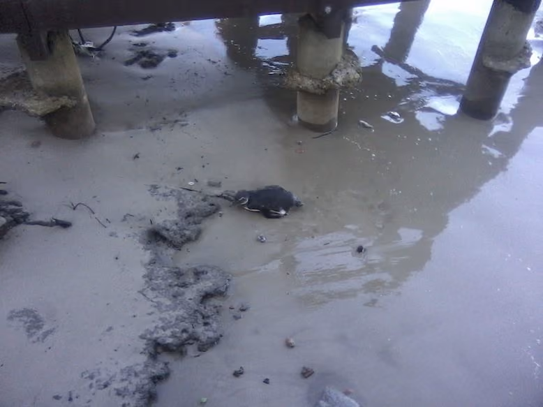Pinguim encontrado em Florianópolis