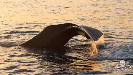 As cachalotes, como a maioria dos grandes mamíferos marinhos, são vulneráveis a poluição de plástico nos oceanos. Foto: Erwin Vermeulen / Sea Shepherd