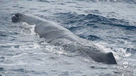 As cachalotes e baleias-de-bico são particularmente propensas a engolir plástico e redes de pesca, porque elas confundem esses itens com as presas digeríveis que normalmente se alimentam. Esses objetos se assemelham muito à sua refeição favorita, lula, da mesma forma que as tartarugas marinhas confundem sacos de plástico com águas-vivas. Foto: Erwin Vermeulen / Sea Shepherd