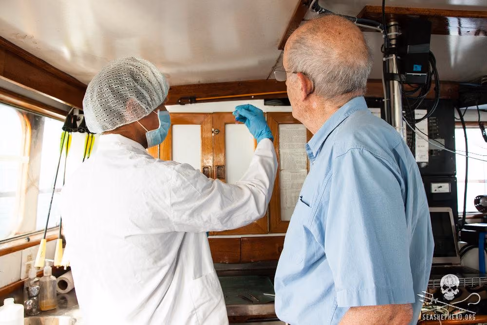 Amostrar de pele foram retiradas para analise de presença de materiais tóxicos. Foto Sea Shepherd