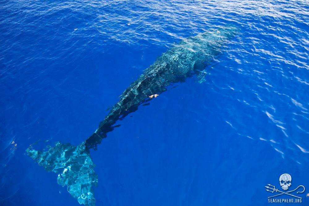 Baleias foram o foco da pesquisa no Golfo. Foto: Sea Shepherd