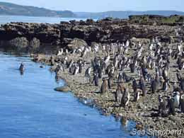 Pinguins Humboldt e Magalhães na ilhota Conejos antes de serem deslocados