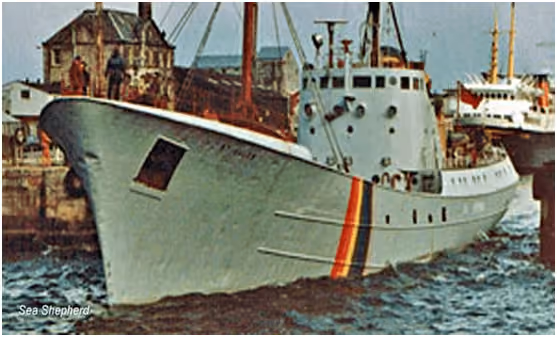 O Sea Shepherd II realizou a primeira operação anti-caça às baleias em território russo, em 1981. Foto: Sea Shepherd