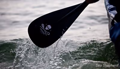 Remo da Sea Shepherd. Foto: Sea Shepherd