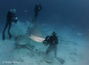 Na Playa Del Carmen (México), tubarões-touro são considerados muito importantes para o turismo e a economia local. Foto: Shane Gross