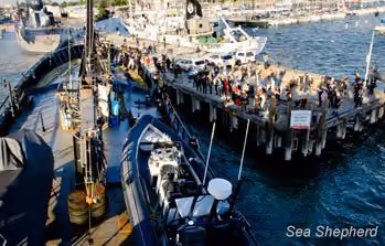 Grande comparecimento da mídia para a chegada da frota. Foto: Sea Shepherd Austrália / Glenn Lockitch