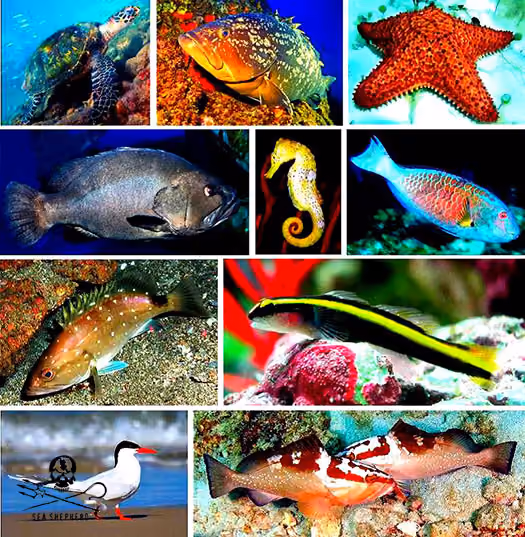 Figura 1: Animais do local encontram-se ameaçados de extinção - Foto Projeto Parque Natural Municipal Tartarugas de Ilhabela – 1.Tartaruga de pente, 2. Garoupa verdadeira, 3. Estrela do mar, 4. Garoupa negra, 5. Cavalo Marinho, 6.Peixe papagaio, 7.Garoupa nevada, 8. Neon-gobi, 9.Trinta-réis-de-bico-vermelho, 10 Garoupa verdadeira