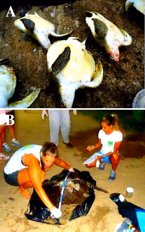 Tartarugas-verdes mortas por pesca incidental em rede de espera na Praia do Itaquanduba em Ilhabela; B - Tartaruga- verde vítima de colisão com embarcação. Foto Projeto Parque Natural Municipal Tartarugas de Ilhabela.