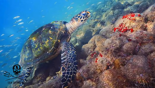Tartaruga de Pente na Ilha das Cabras – foto Thiago Guirado