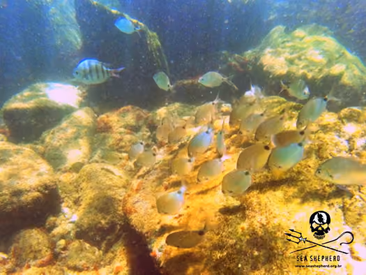 Marimbá e Sargentinho na Ilha das Cabras – Ilhabela.