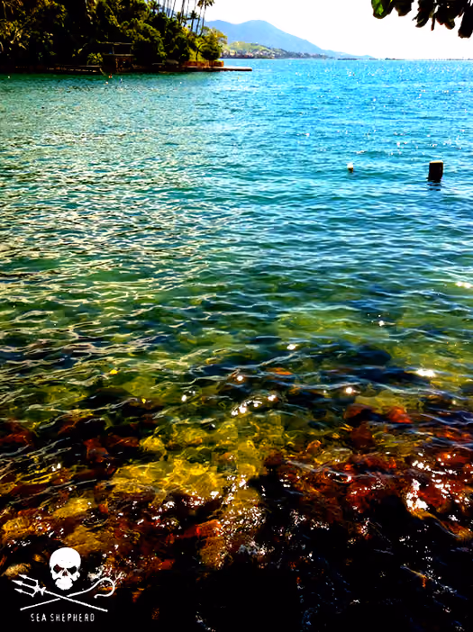 Berçário marinho Praia das Pedras Miúdas – Ilhabela/SP ao fundo São Sebastião e terminal petrolífero.