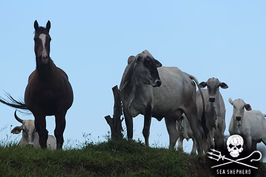 Criação de animais na margem