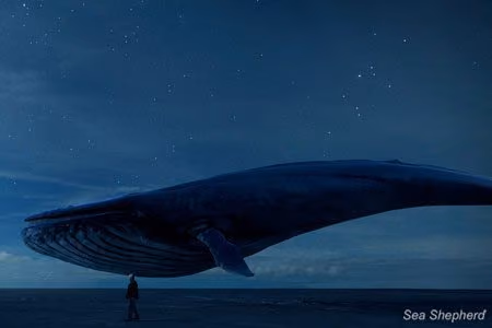 Rutger Hauer conhece a última baleia na Terra no "Requiem 2019". Foto: Sea Shepherd