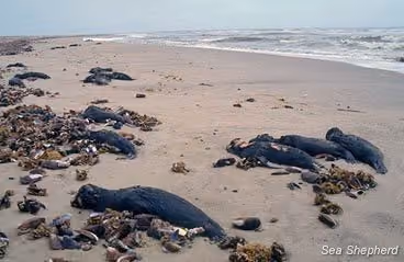 Focas abatidas nas margens da Namíbia. Foto: Sea Shepherd