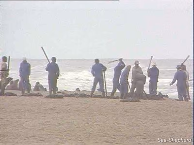 Trabalhadores sazonais, pagos abaixo do salário mínimo, abatem focas na Reserva de Cape Cross. Foto: Sea Shepherd
