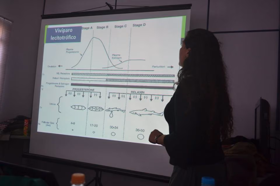 Bianca Rangel, falando a respeito de estudos não letais de reprodução em raias e tubarões. Foto: Aline Poscai