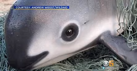 Vaquita Mexicana, o panda dos oceanos. Hoje restam menos de 30 indivíduos no planeta