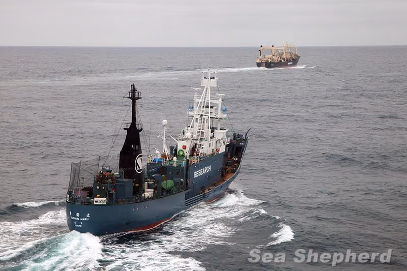 Nisshin Maru e Yushin Maru cruzando ao norte 60 ° S