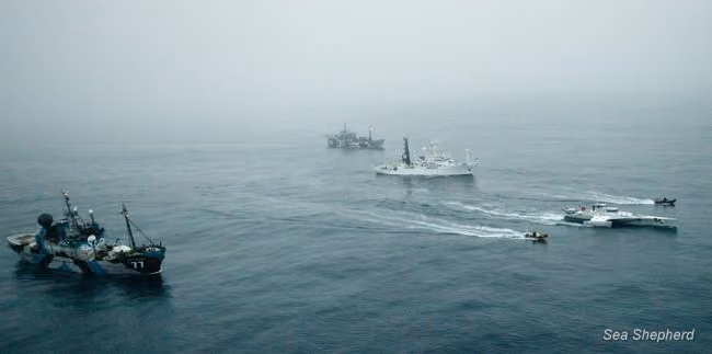 Frota da Sea Shepherd defendendo as baleias no Oceano Antártico. Foto: Sea Shepherd Austrália / Eliza Muirhead