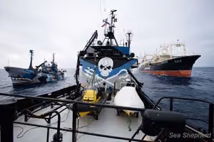 O SSS Steve Irwin acompanha a frota baleeira. Foto: Sea Shepherd Austrália / Eliza Muirhead