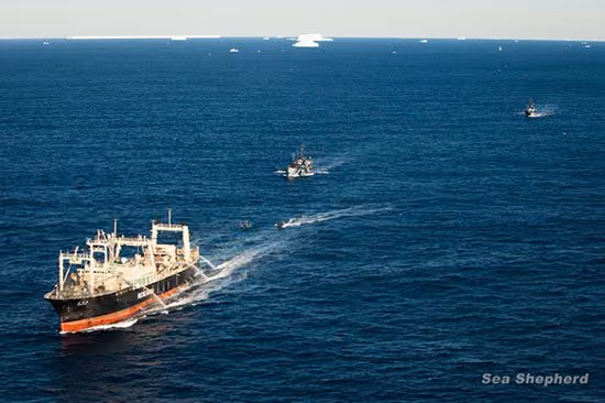 Bob Barker e Steve Irwin acompanhando o Nisshin Maru para fora do Santuário de Baleias da Antártica. Foto: Sea Shepherd Austrália / Tim Watters