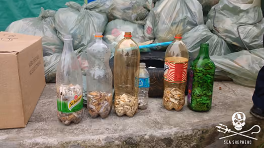 Foram muitas as pontas de cigarro recolhidas nas praias.