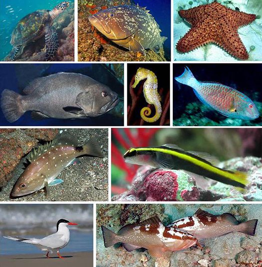 Projeto Parque Natural Municipal Tartarugas de Ilhabela - 1 tartaruga de pente, 2 garoupa verdadeira, 3 estrela do mar, 4 garoupa negra, 5 cavalo marinho, 6 peixe papagaio, 7 garoupa nevada, 8 neon-góbi, 9 trinta reis de bico vermelho, 10 garoupa vermelha.