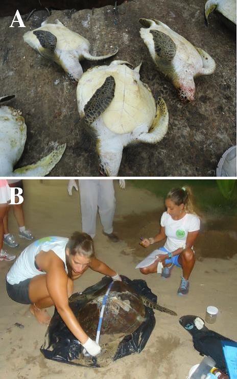 : A - Tartarugas-verdes mortas por pesca incidental em rede de espera na Praia do Itaquanduba em Ilhabela; B - Tartaruga-verde vítima de colisão com embarcação em Ilhabela.