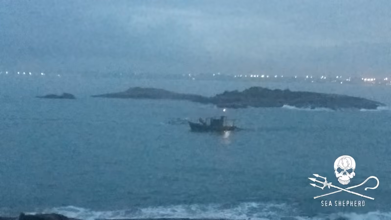 Foto: Núcleo ES do Instituto Sea Shepherd Brasil