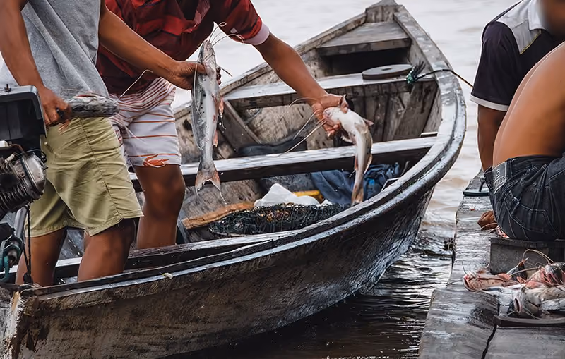 Durante uma das operações Boto da Amazônia, realizada pela Sea Shepherd Brasil em parceria com o Instituto Nacional de Pesquisas da Amazônia (INPA), pescadores foram flagrados recebendo uma carga ilegal de piracatinga.