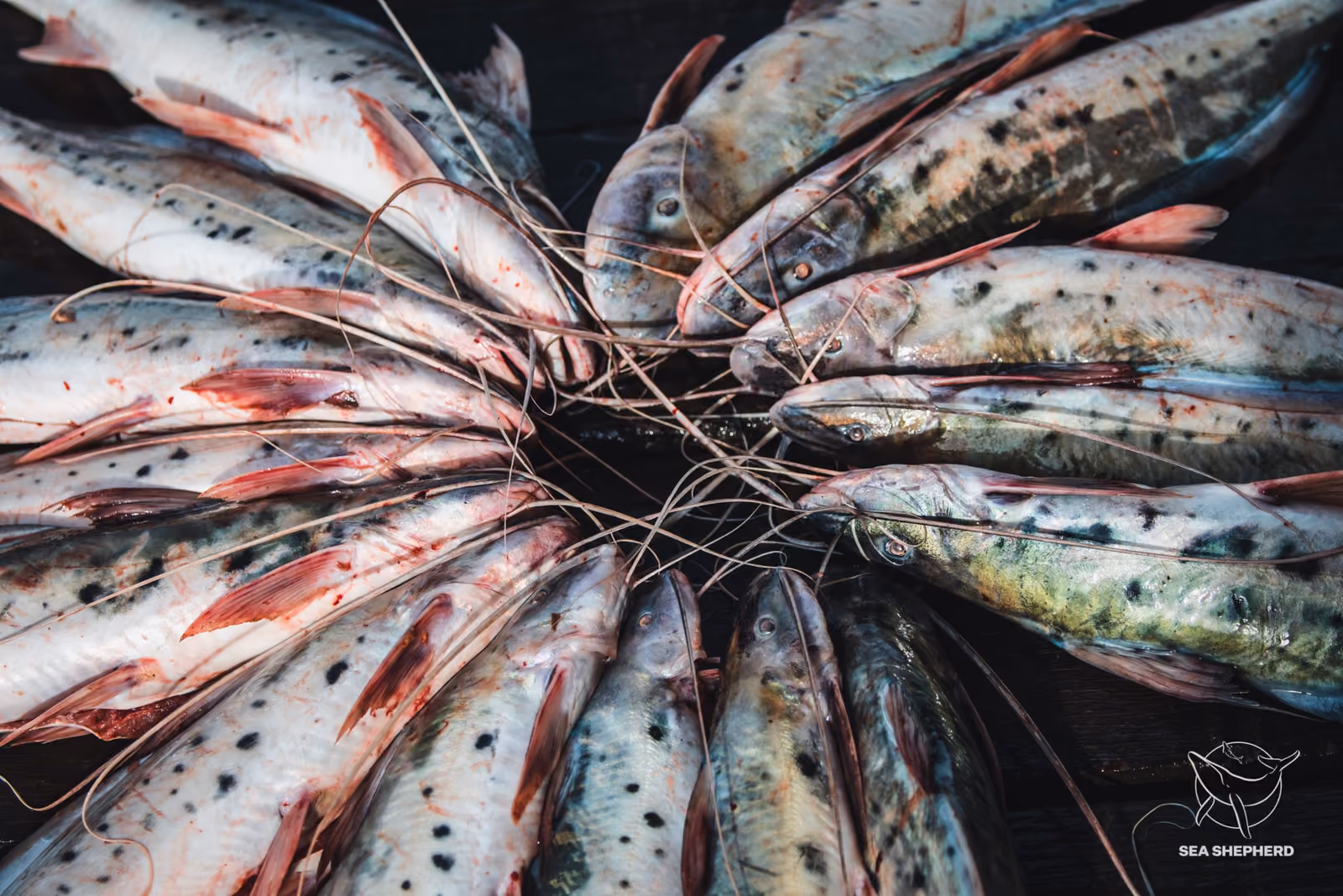 A piracatinga é pescada ilegalmente com iscas feitas de carne de boto cor-de-rosa, cuja caça também é ilegal.