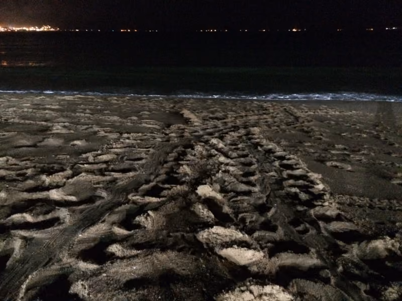 Pedaços plásticos sendo expelidos pelo ânus da tartaruga. Crédito: Gisele Pontes Foto 03 – Tartaruga marinha resgatada. 