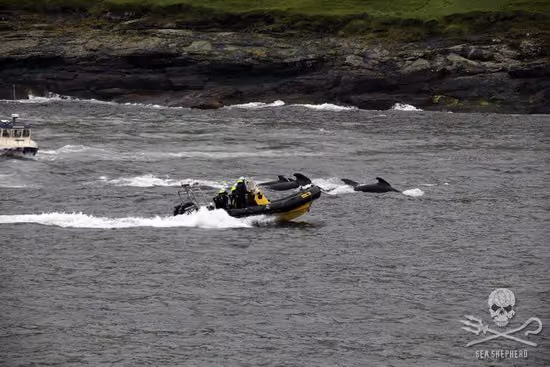 A pequenas embarcação Echo defende ferozmente um grupo de baleias-piloto em Sandavágur em 12 de agosto. Foto: Sea Shepherd