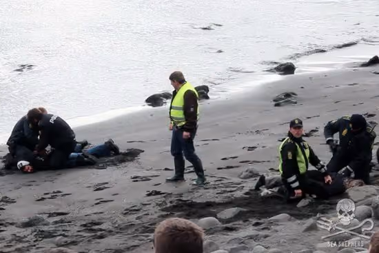 Rosie Kunneke e Christophe Bondue, presos pela polícia em 23 de julho. Foto: Sea Shepherd