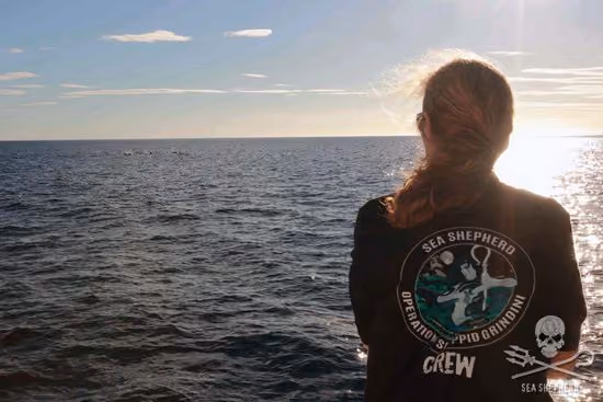 Capitã Lublink supervisiona enquanto uma embarcação da Sea Shepherd leva um grupo de golfinhos para longe das Ilhas Faroe e de volta ao alto mar. Foto: Sea Shepherd