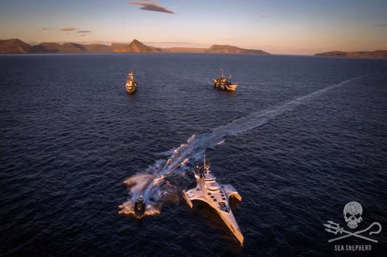 A frota da Sea Shepherd da Op. Sleppid Grindini. Foto: Sea Shepherd