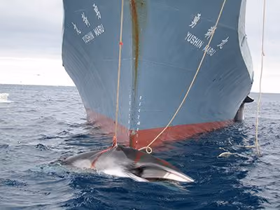 O Yushin Maru realização de "pesquisa científica". Foto: Alfândega australiana