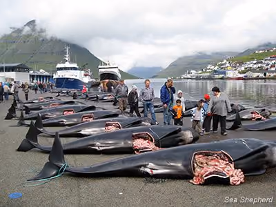 Baleias-piloto alinhadas depois de mortas. Foto: Peter Hammarstedt / Sea Shepherd