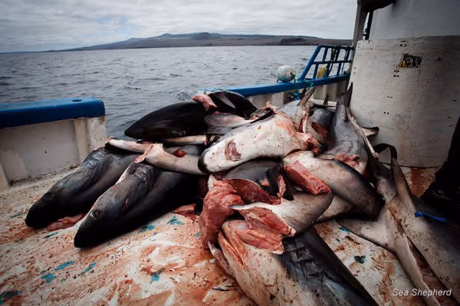 Resultado do finning de tubarão. Foto: Sea Shepherd/Tim Watters