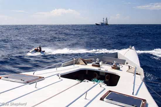 Jet Ski driver, Simon Ager, retorna para o MV Brigitte Bardot, enquanto a Sea Shepherd e representantes da Área Protegida das Ilhas Phoenix inspecionam o navio. Foto: Carolina A. Castro
