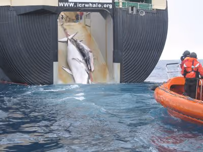 Navio-fábrica da frota baleeira japonesa, o Nisshin Maru, é responsável pelo processamento de todas as baleias caçadas no Oceano Antártico. Foto cedida pela Alfândega australiana