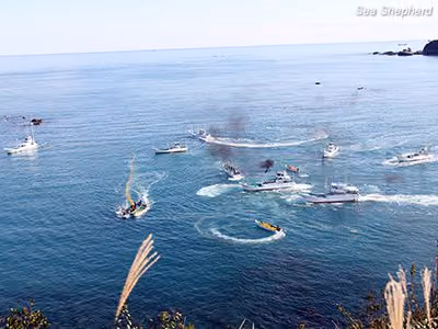 Pescadores japoneses conduzem um grupo de golfinhos-de-Risso ao largo da costa de Taiji. Foto: Sea Shepherd
