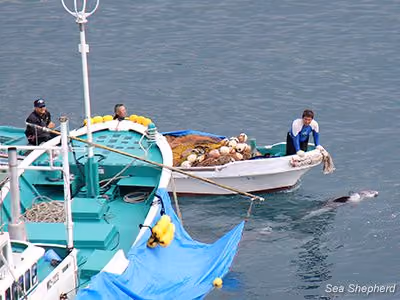 Corpo de um golfinho-de-Risso sendo transferido em Taiji, no Japão. Foto: Sea Shepherd