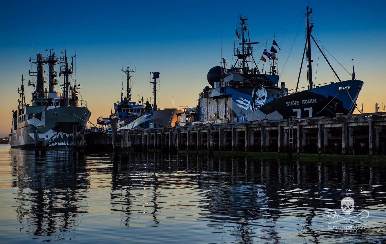 Navios da Sea Shepherd que foram para a Campanha Icefish 2014/2015 em que a Bia Figueiredo estava a bordo.