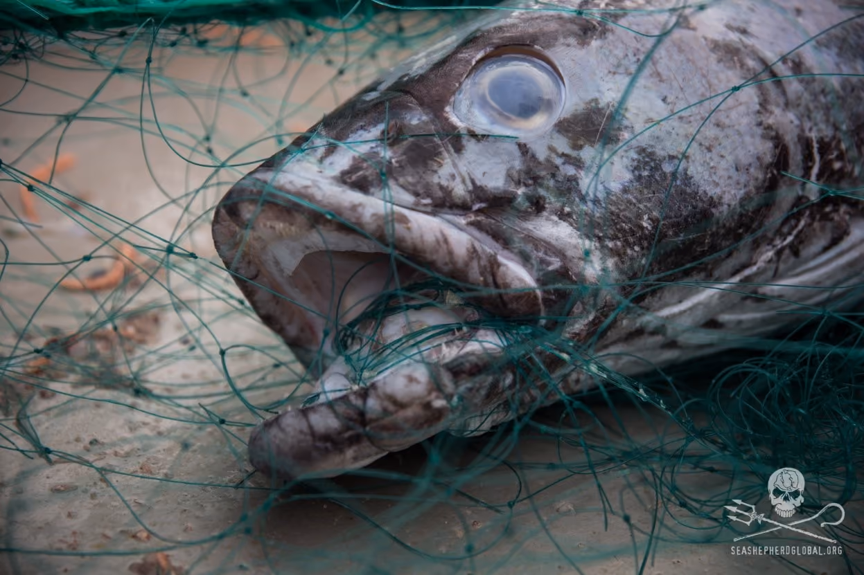 Toothfish ou Merluza Negra enredada - foto Jeff Wirth