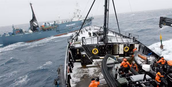 Navio da Sea Shepherd enfrentando falso "navio de pesquisa" japonês no inicio de 2009.