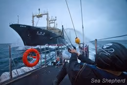 Tripulante da Sea Shepherd se prepara para desencadear o estilingue de tinta vermelha, simbolizando sangue, a bordo do navio fábrica (Foto: Simon Ager)