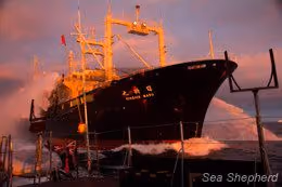 O Nisshin Maru se aproxima do Gojira em plena velocidade. (Foto: Simon Ager)